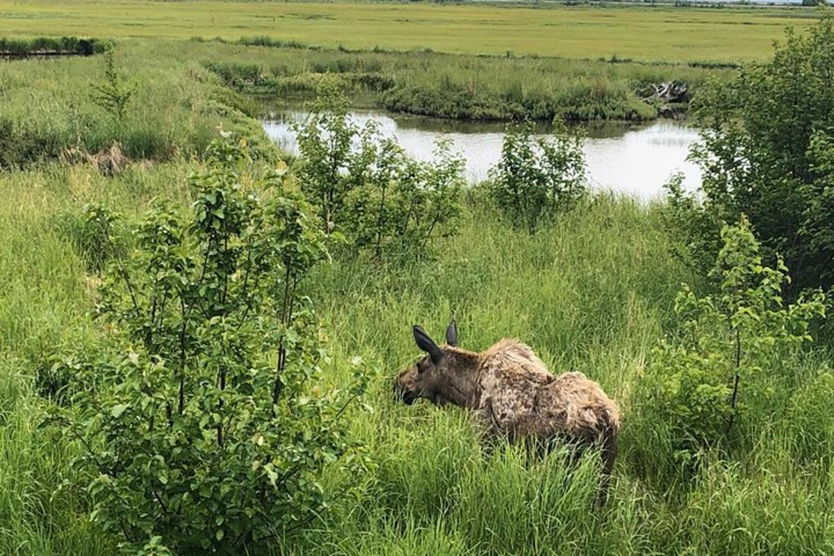 a donkey laying in the grass next to a river