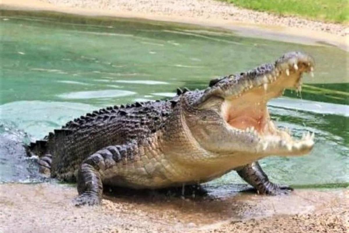 Un cocodrilo con un lagarto en su espalda en el agua