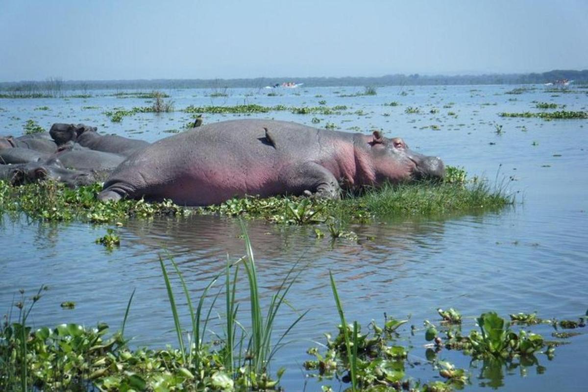 нилски коњ лежи у води на трави