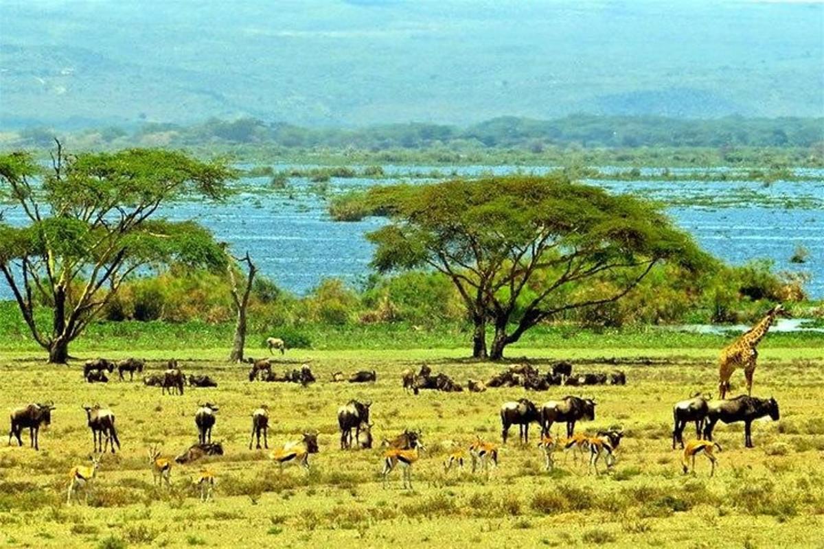 una giraffa e una mandria di animali in un campo