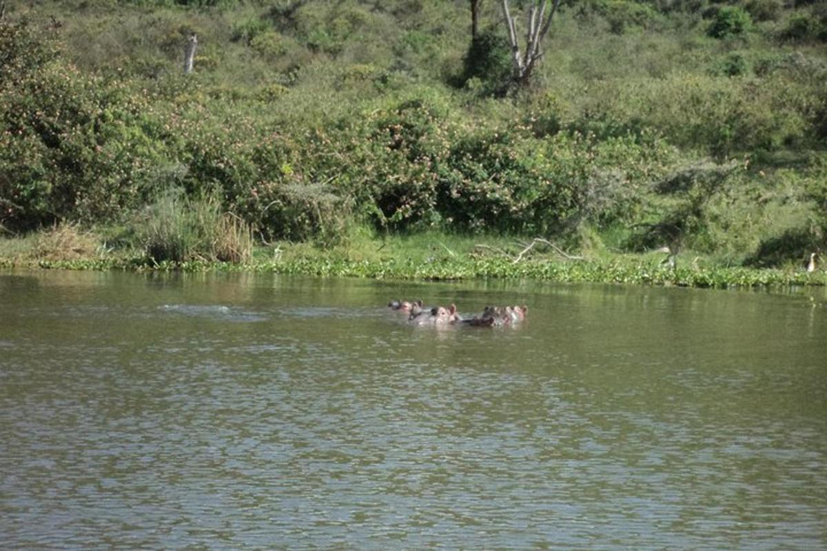 due animali che nuotano in uno specchio d'acqua