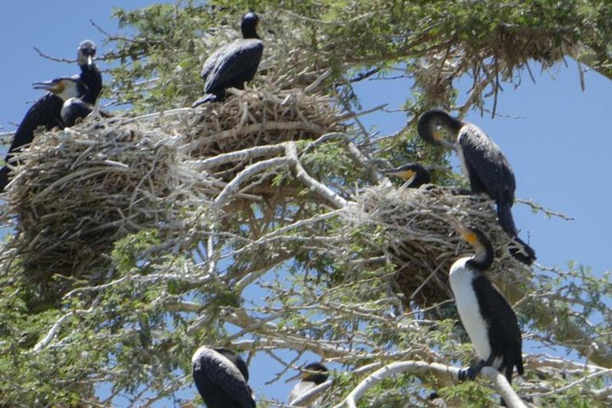 un gruppo di uccelli appollaiati su un albero