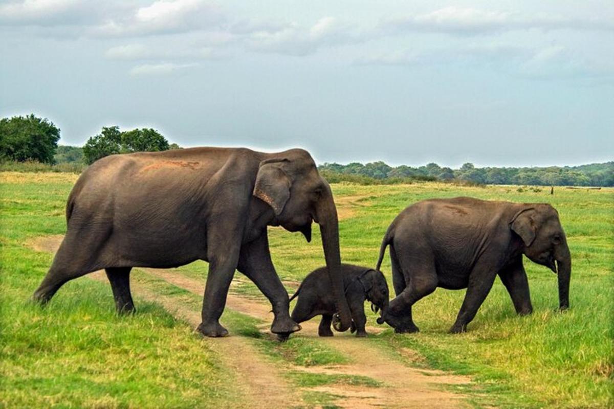 dua gajah dewasa dan seekor bayi gajah berjalan menyusuri jalan tanah