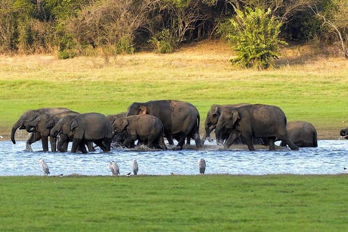 un ramat d'elefants caminant per l'aigua