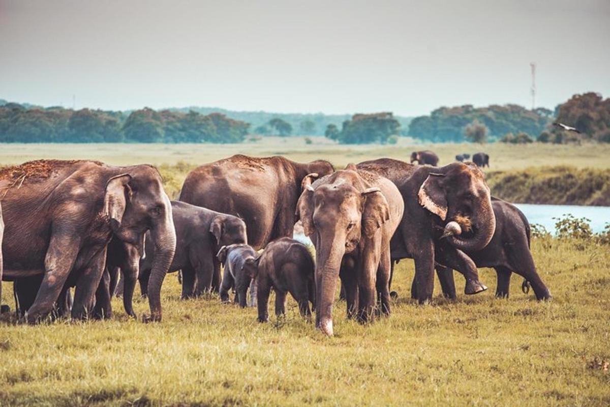 un ramat d'elefants dempeus en un camp