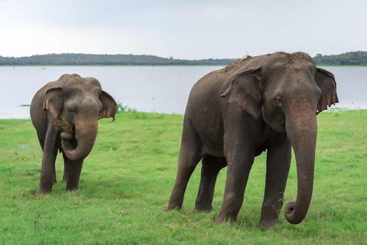 two elephants standing next to each other in a field