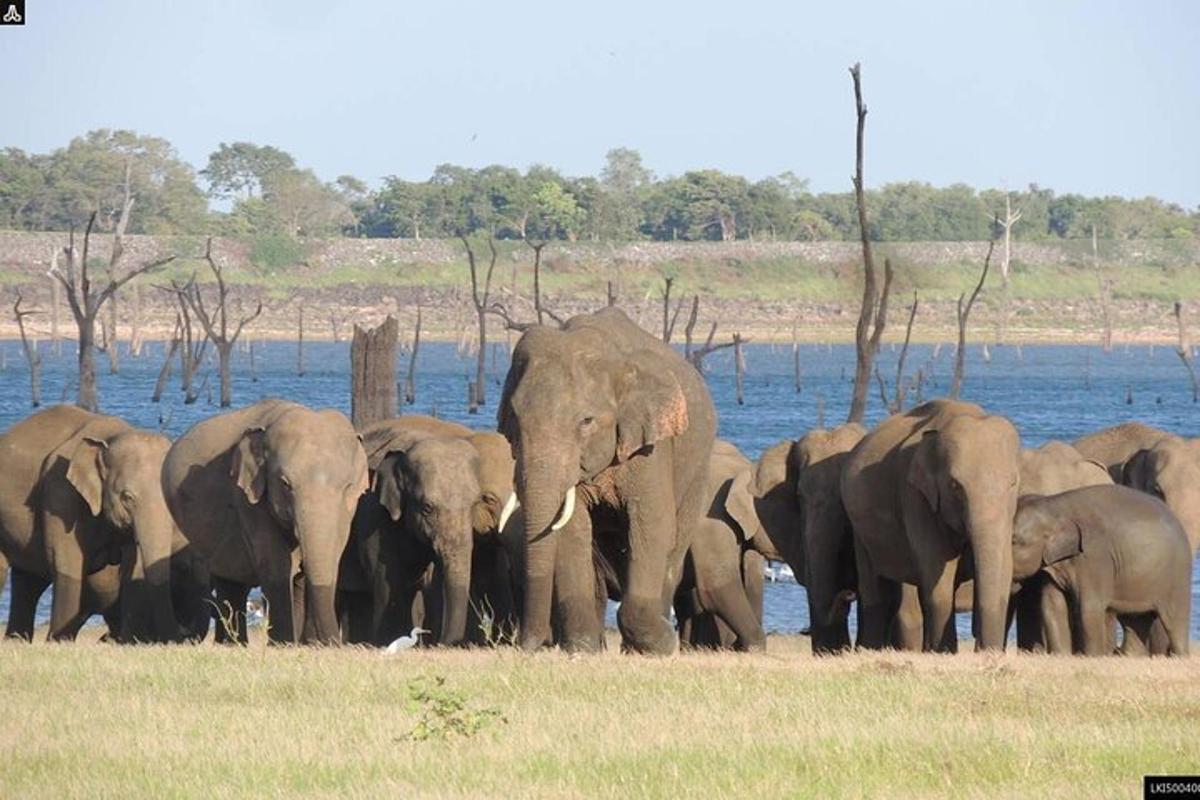 a herd of elephants standing next to a body of water