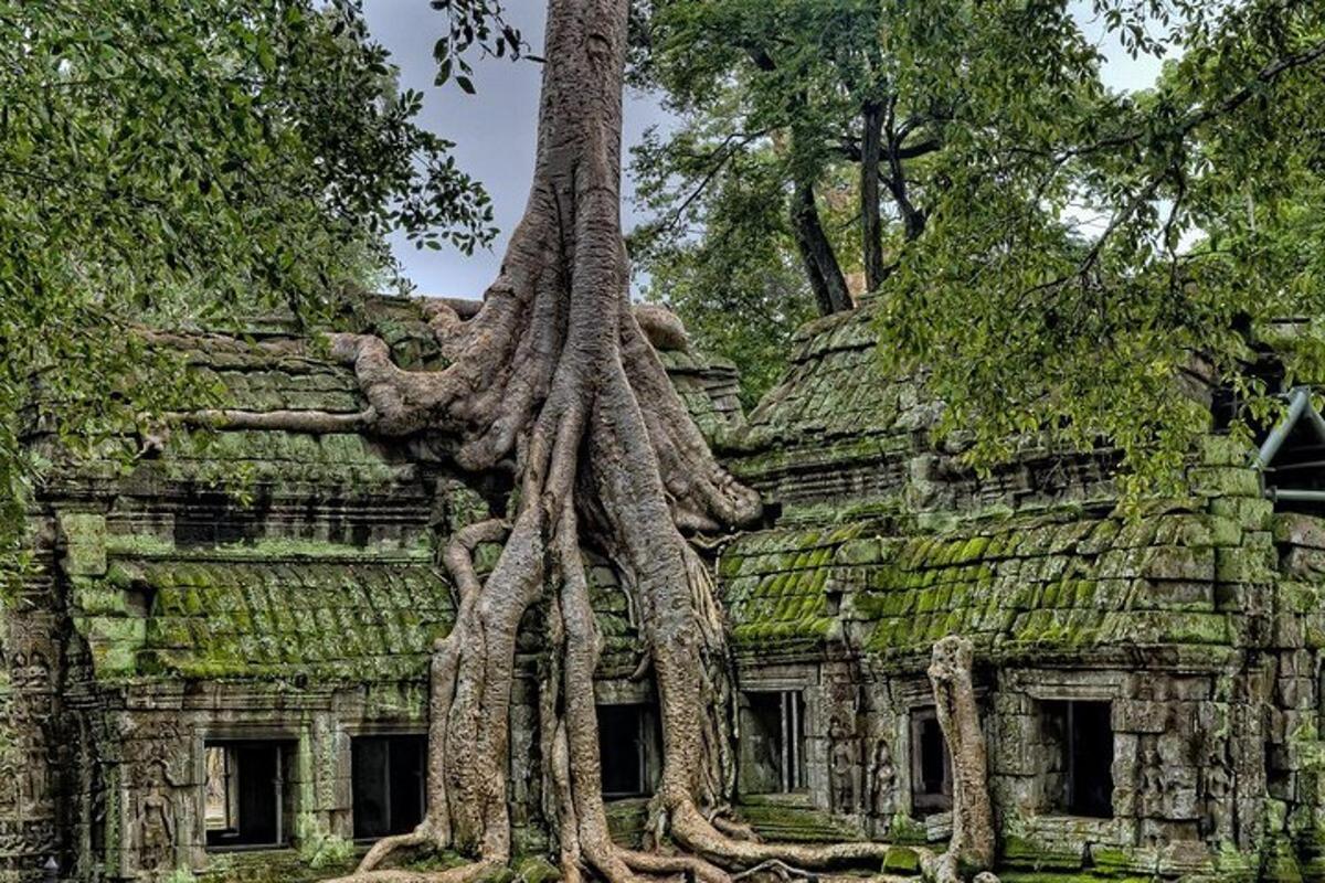 un arbre que creix a la teulada d'un edifici antic