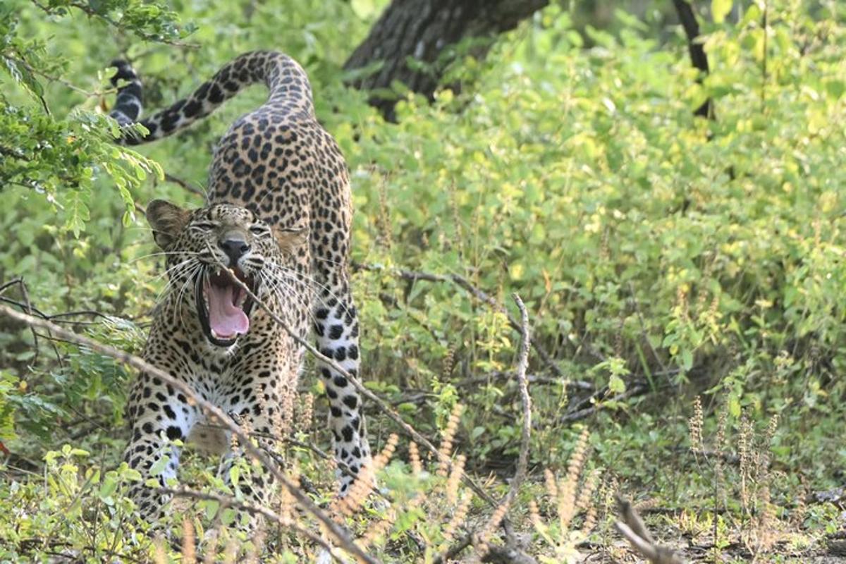 a jaguar walking in the grass with its mouth open