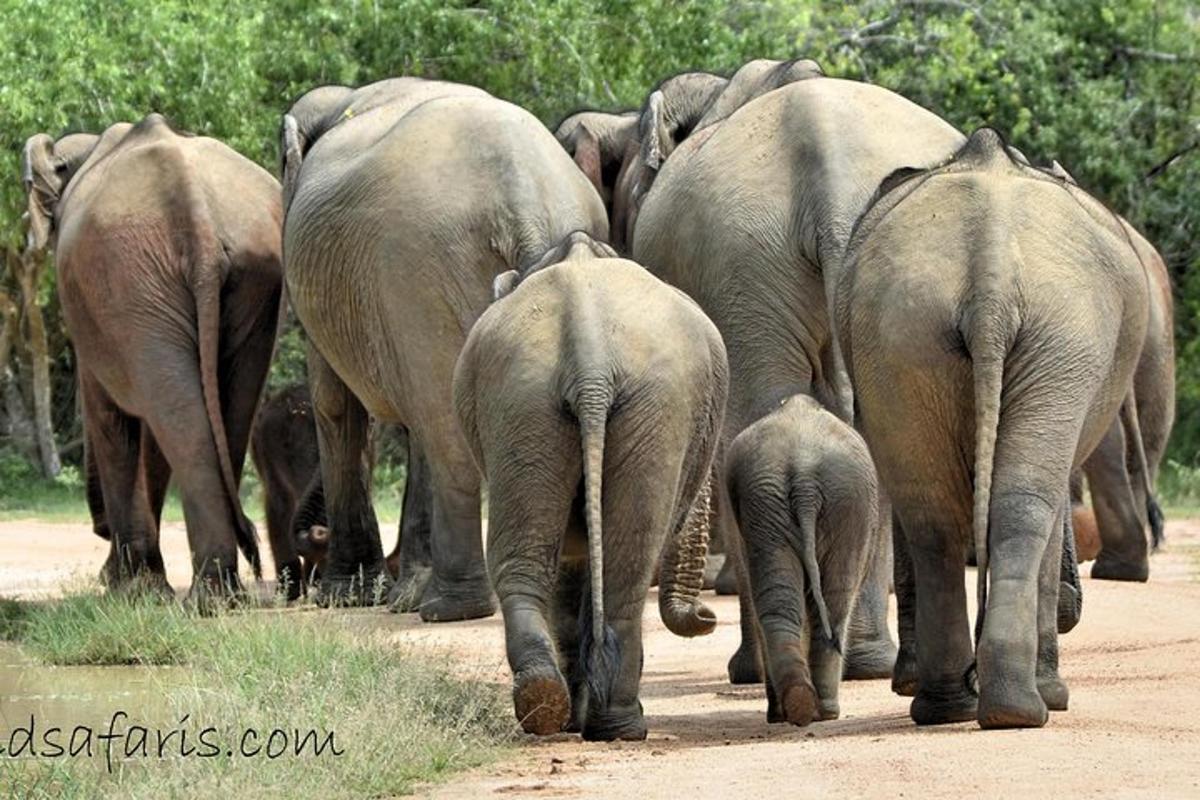 a herd of elephants walking down a dirt road