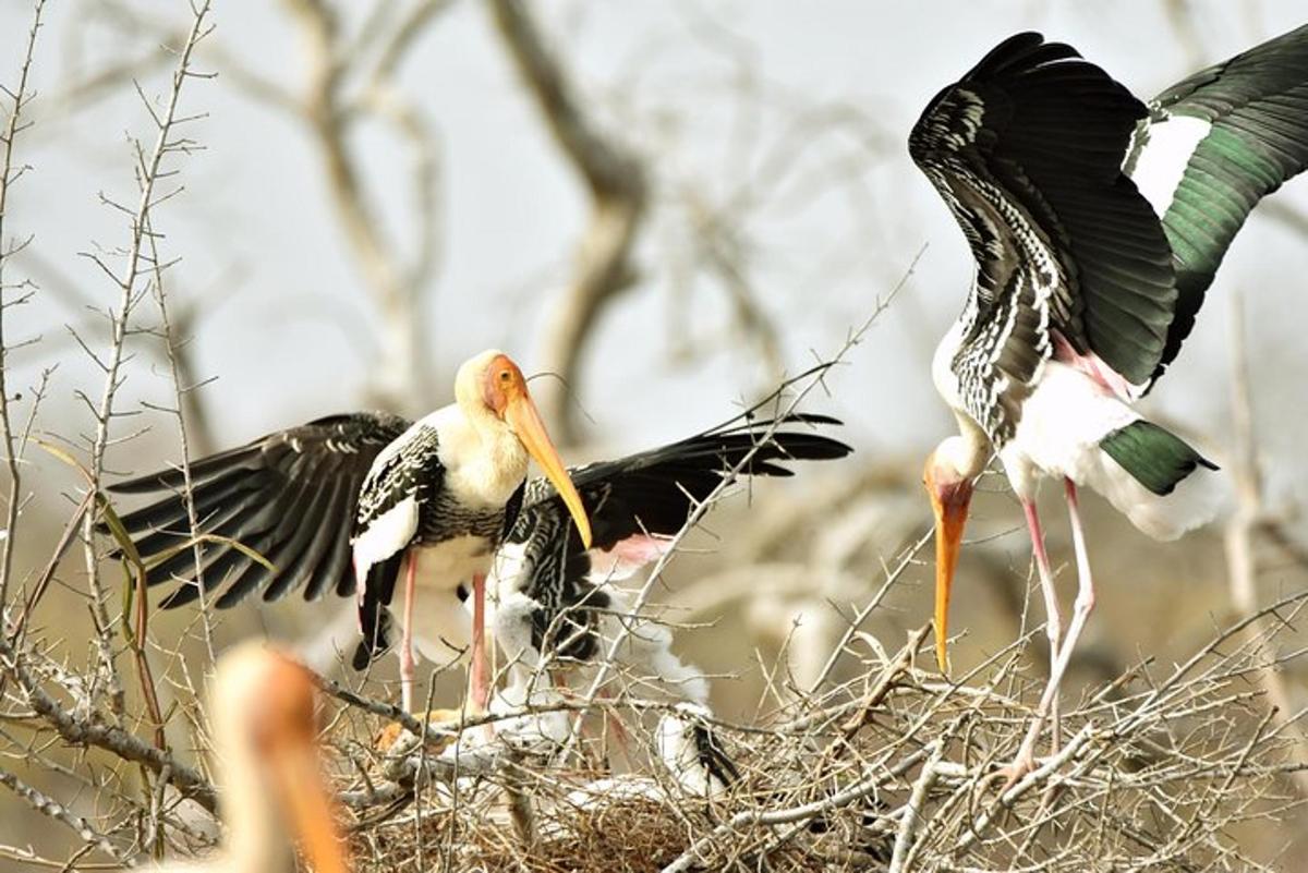 a group of birds standing on top of a nest