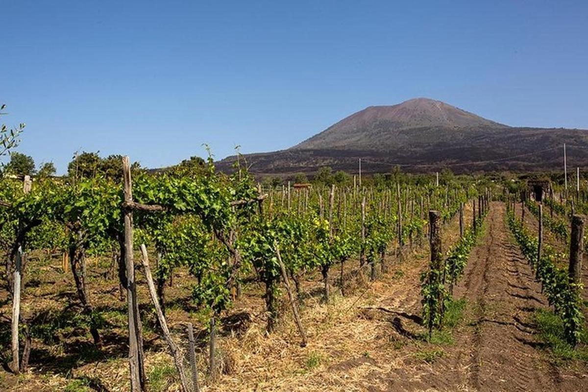 un campo di viti con una montagna sullo sfondo