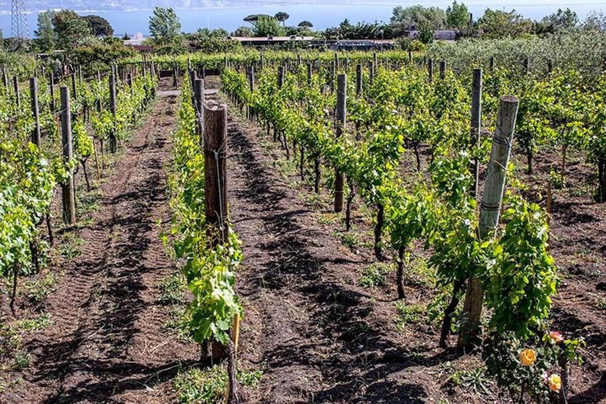 un filare di viti in un campo di uva