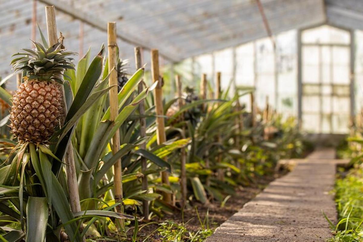 un ananas appeso a una pianta in una serra
