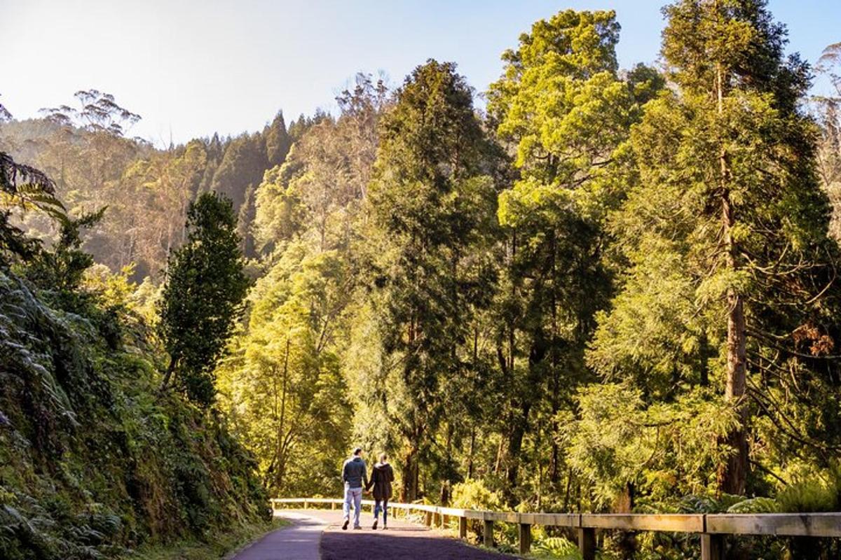 due persone che camminano lungo una strada alberata