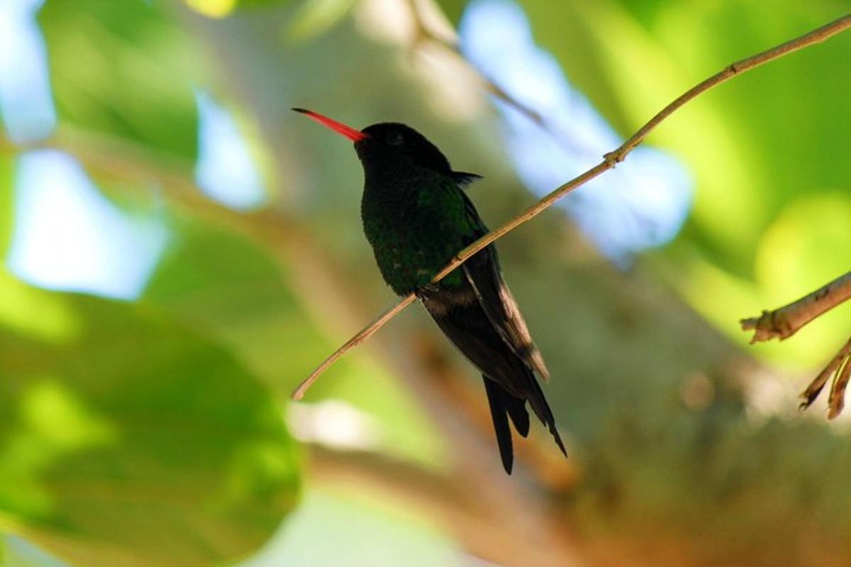 um beija-flor sentado em um galho de árvore
