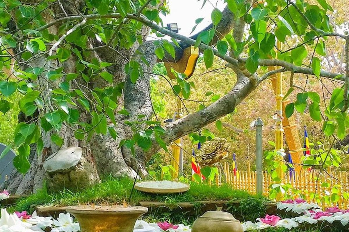 o grădină cu un copac și niște flori