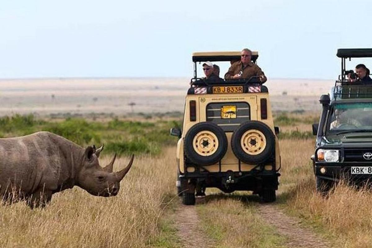 a rhino is standing next to a jeep and a rhino