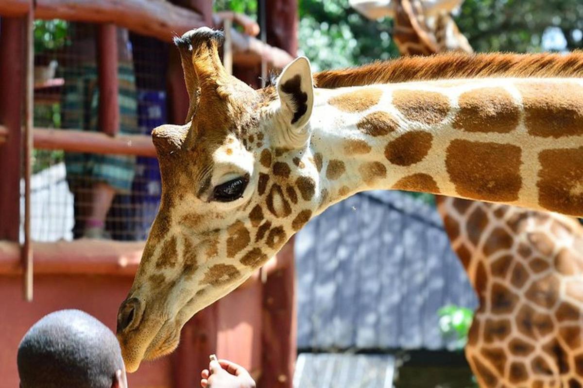 a giraffe standing next to a group of people