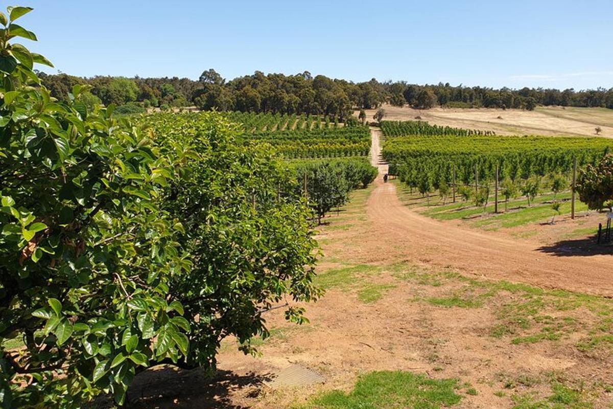 a dirt road in the middle of a vineyard