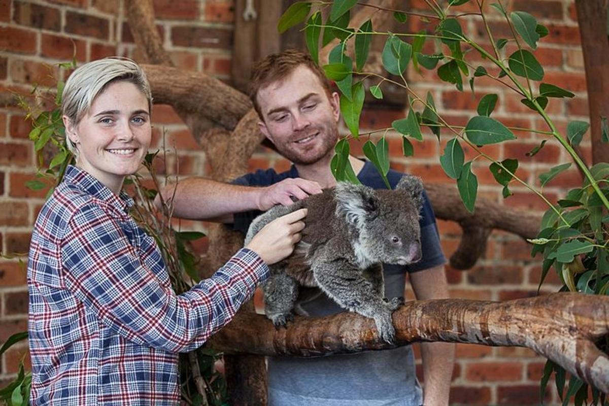 seorang pria dan wanita memegang koala di dahan pohon