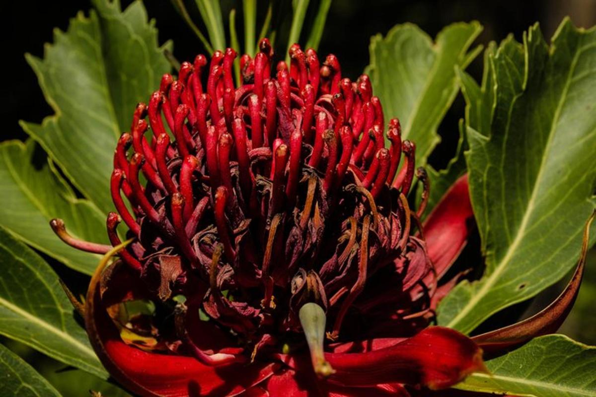 bunga merah dengan daun hijau di belakangnya