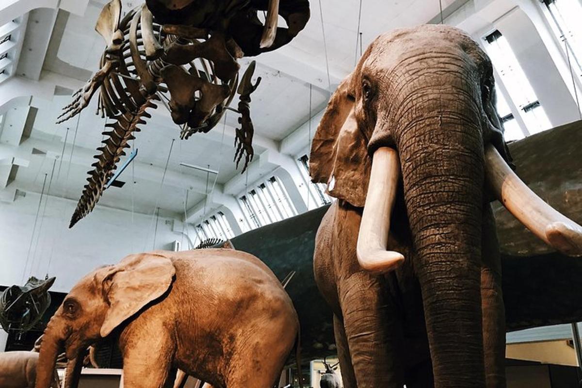 kostra slona a dinosaura v muzeu