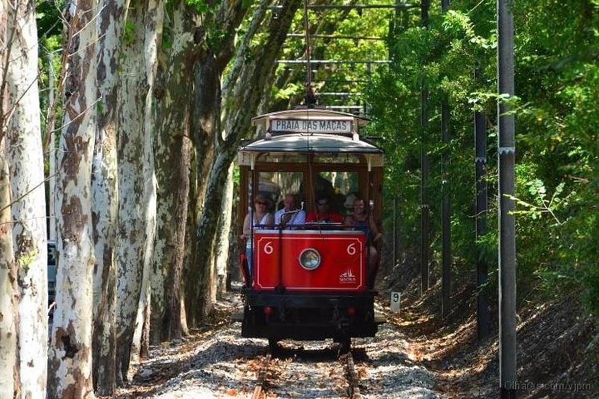 un tram rosso che attraversa una foresta di alberi