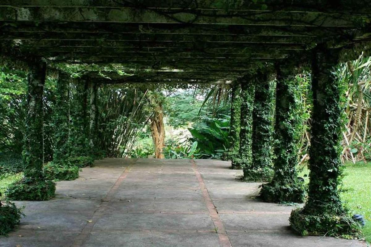 o alee acoperită de iederă într-un parc