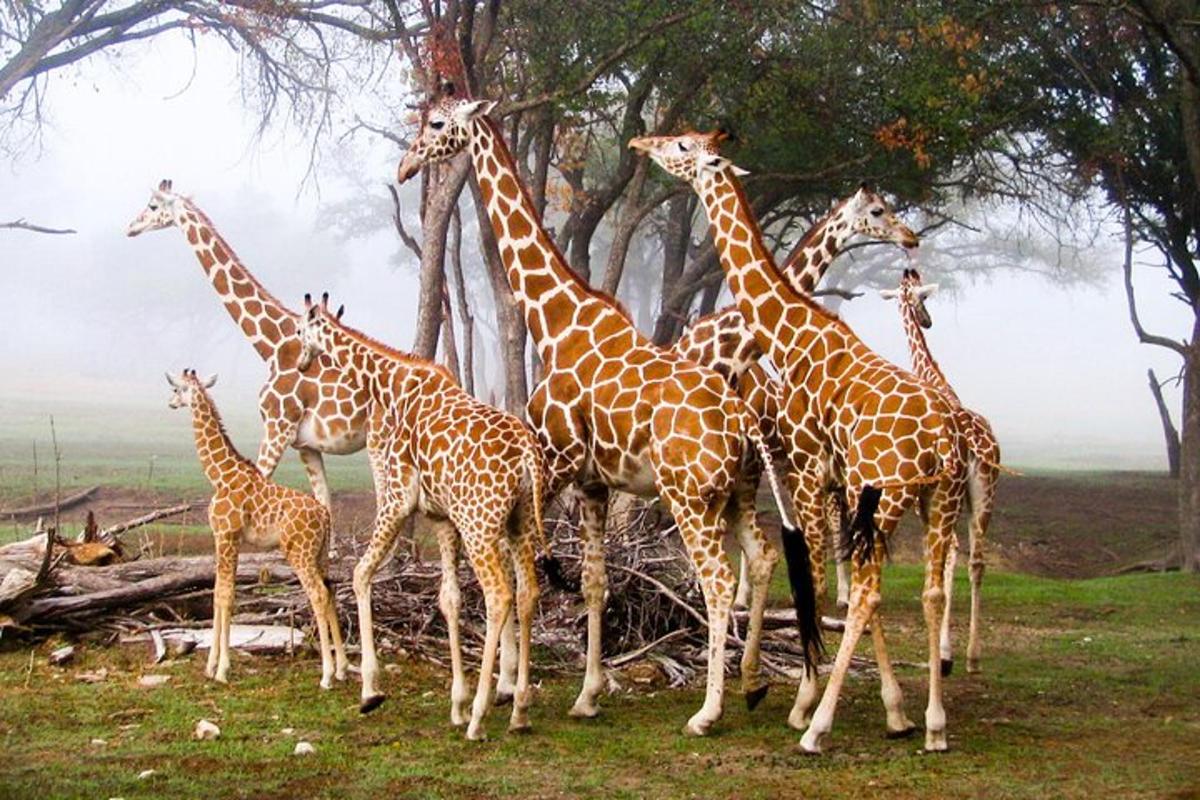 un grup de girafe stând pe un câmp