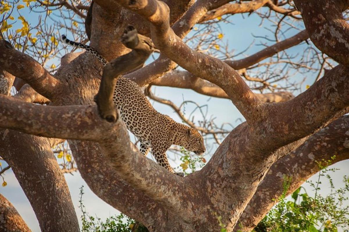 un leopardo si arrampica su un albero