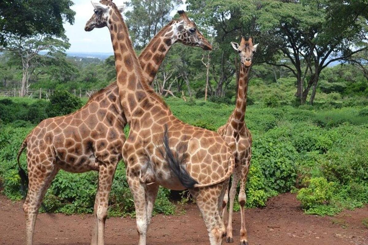 três girafas estão paradas uma ao lado da outra