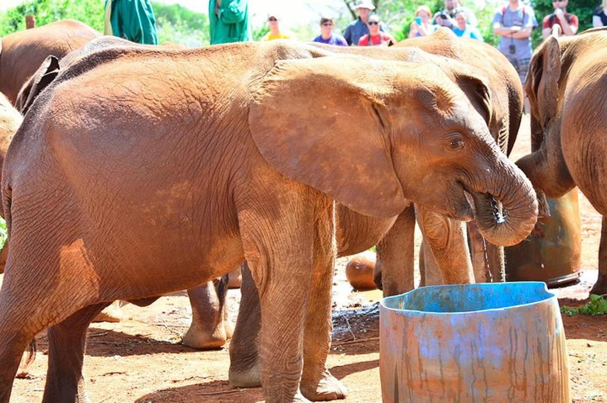 sekumpulan gajah meminum air dari baldi biru