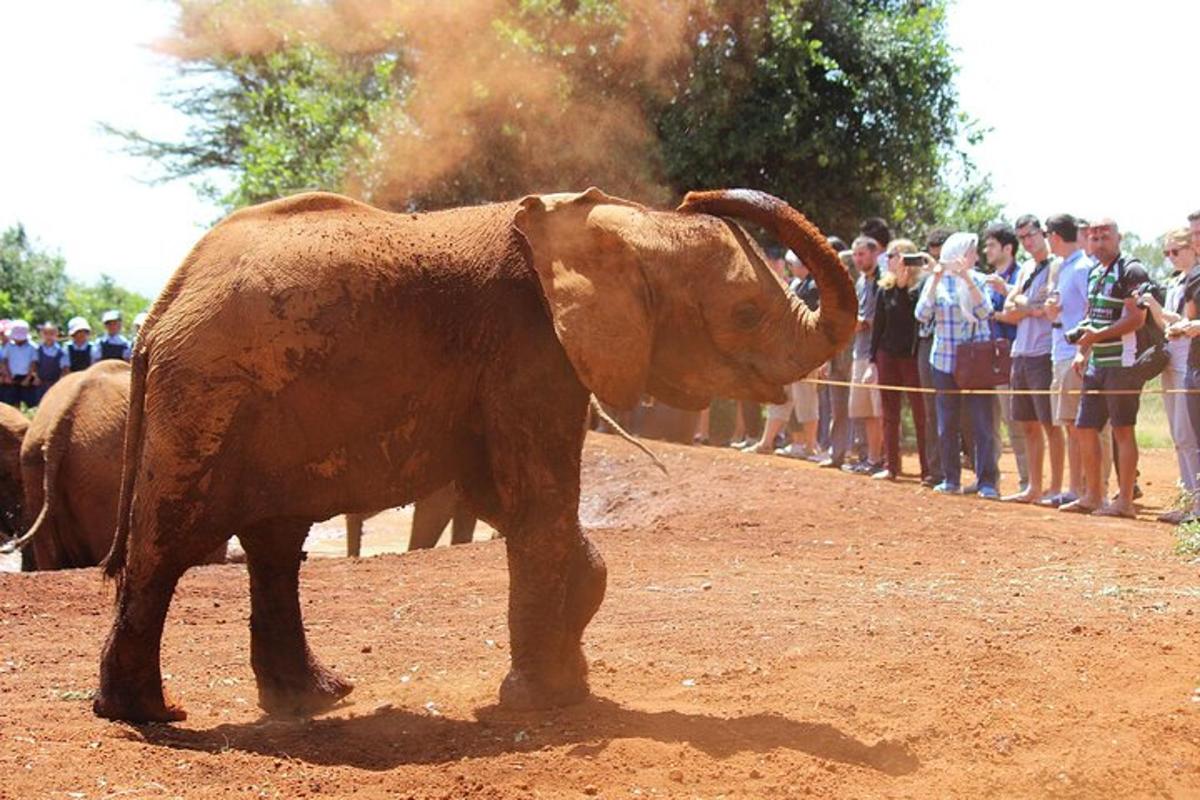 sekumpulan orang melihat seekor gajah berdiri di dalam tanah