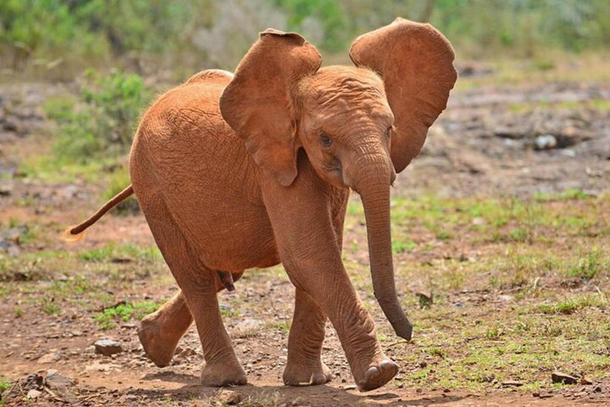 anak gajah berjalan di atas jalan tanah