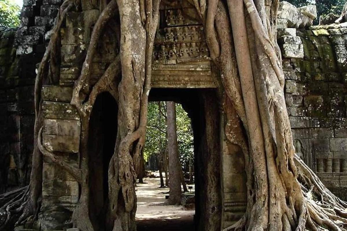 un edificio con radici di alberi che crescono intorno ad esso