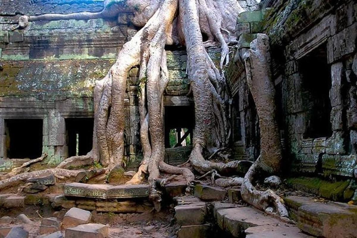 un gruppo di alberi che crescono sul lato di un edificio