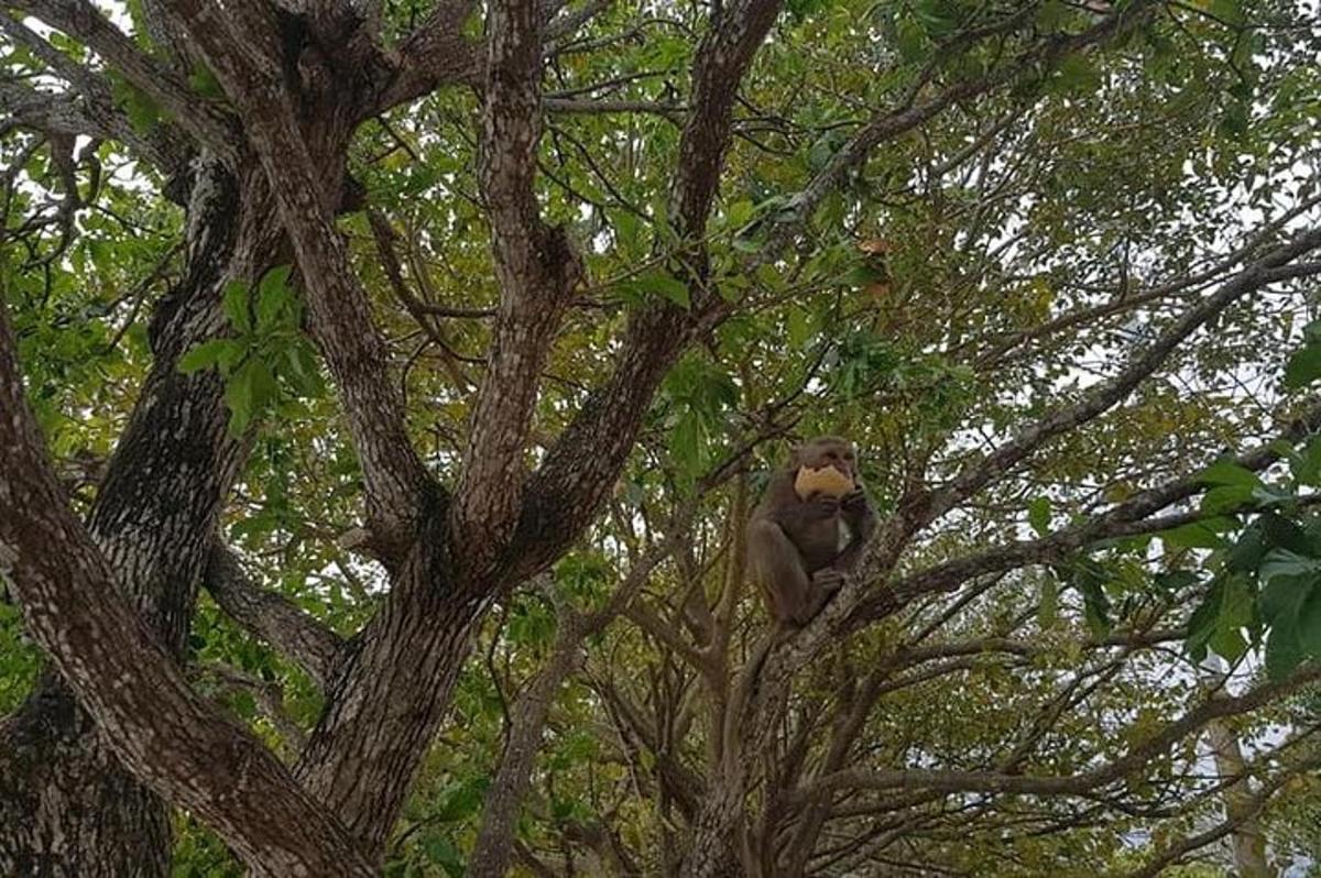 una scimmia seduta in cima a un albero