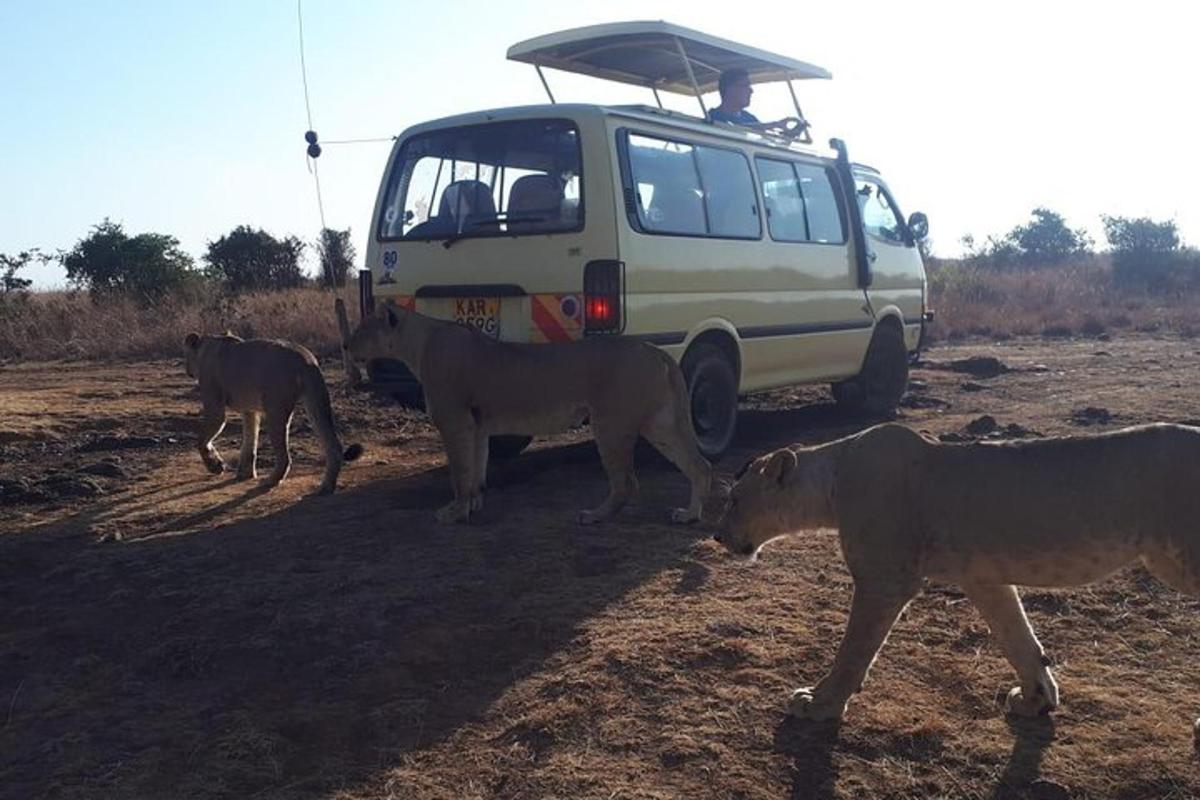 a group of animals walking in front of a van