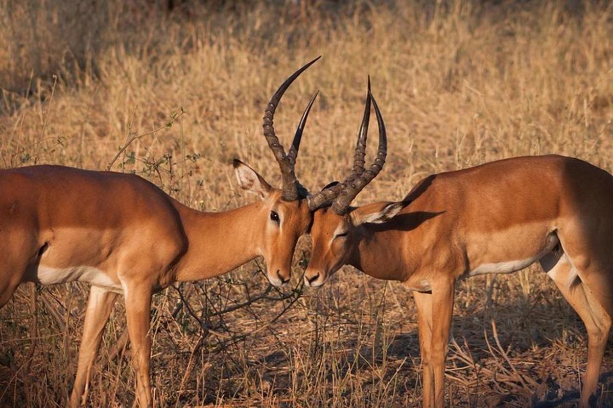 divas antilopes stāv blakus viena otrai laukā