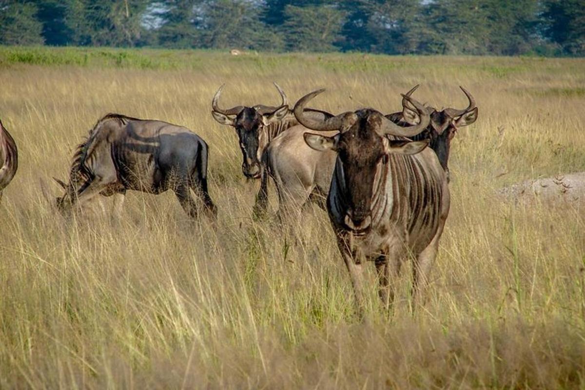 een groep dieren die in het hoge gras staan