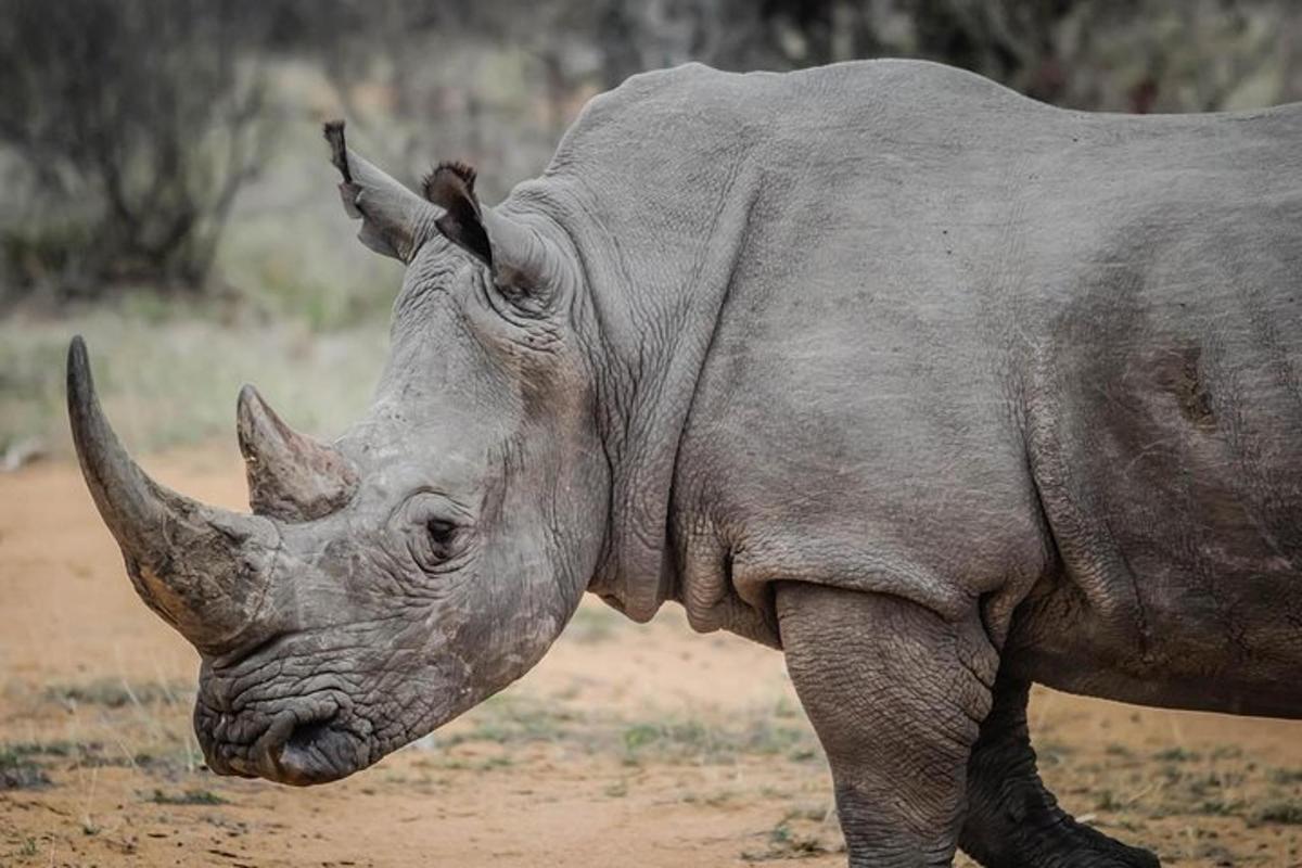 Un rinoceronte parado en un campo de tierra