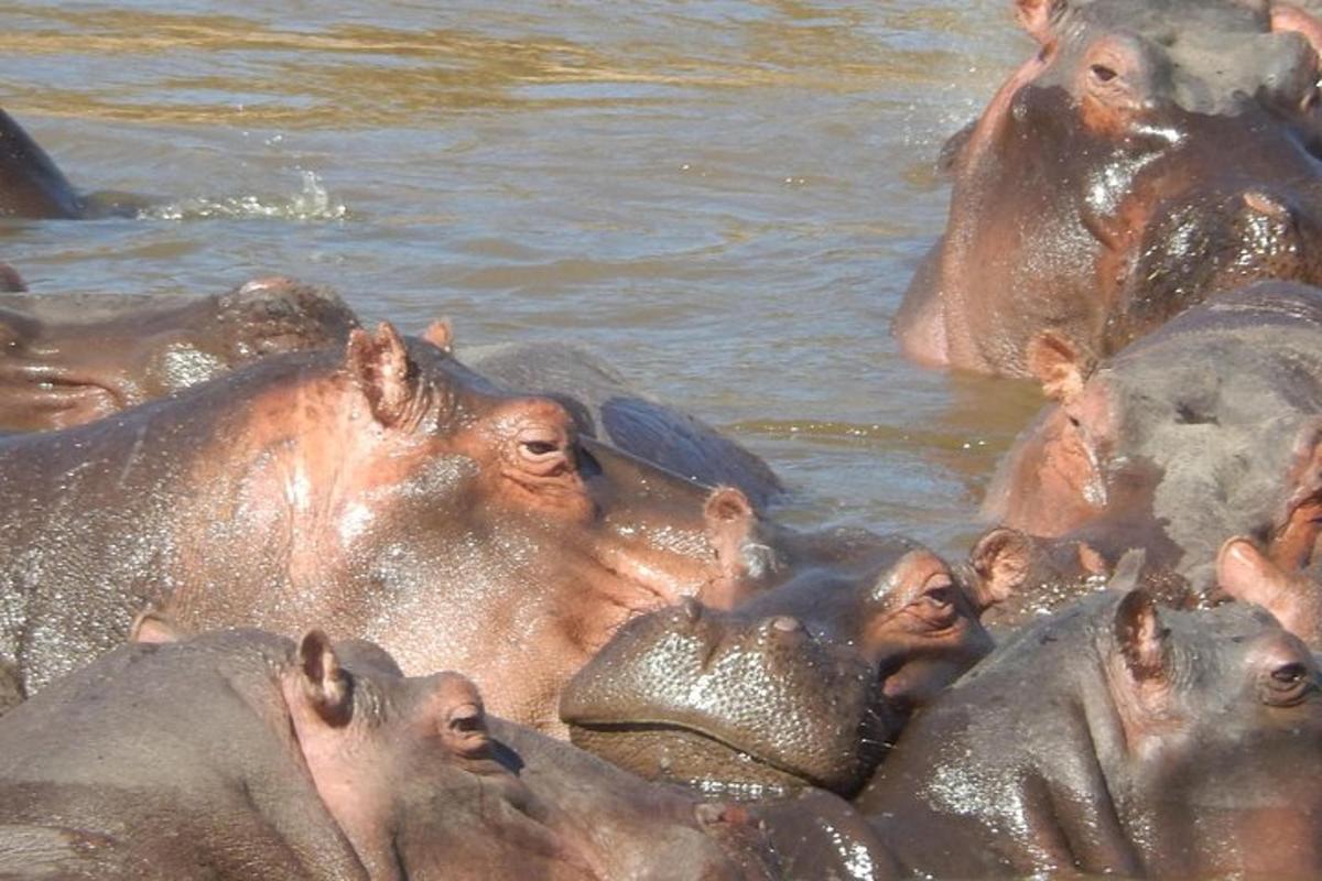 una mandria di elefanti nell'acqua