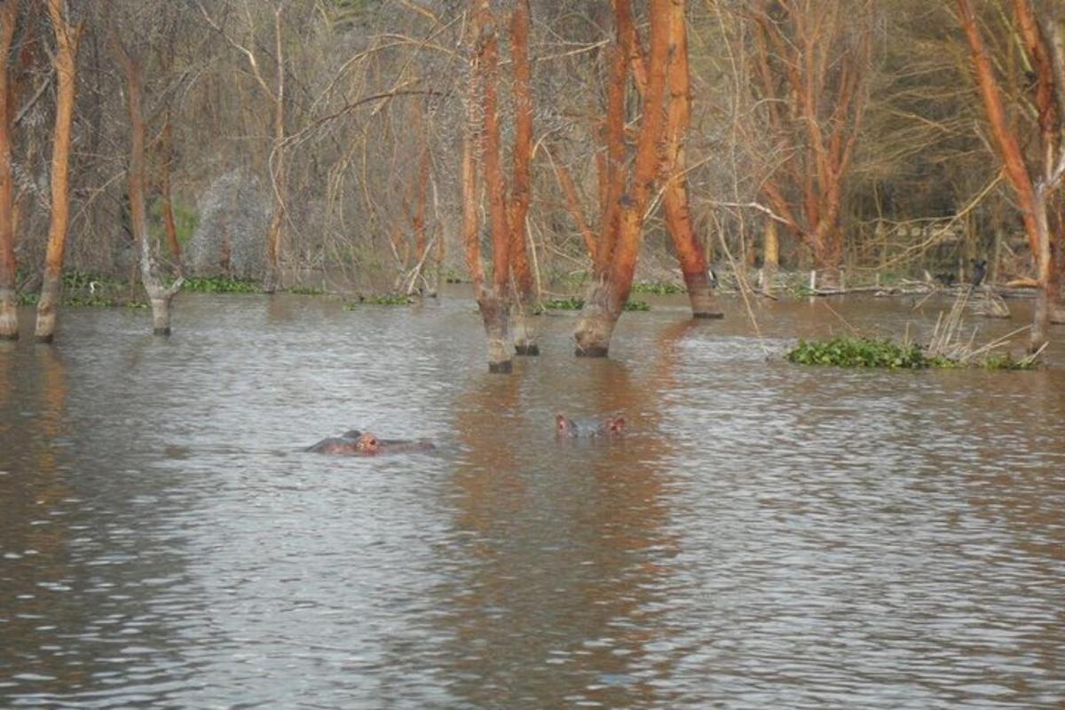 un gruppo di persone che nuotano nell'acqua