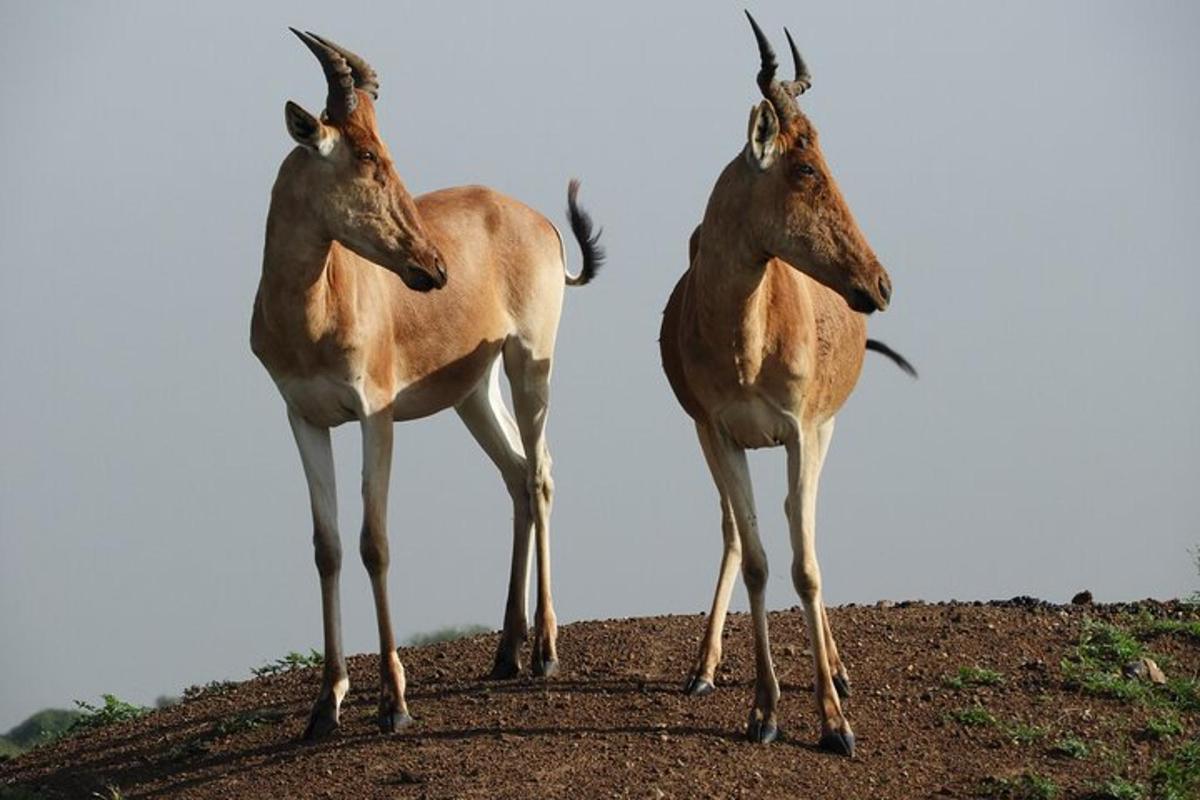 Un par de cabras paradas en la cima de una colina