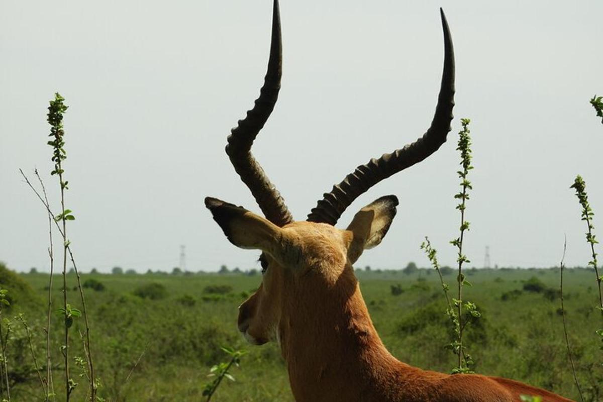 Un animal con cuernos largos parado en un campo