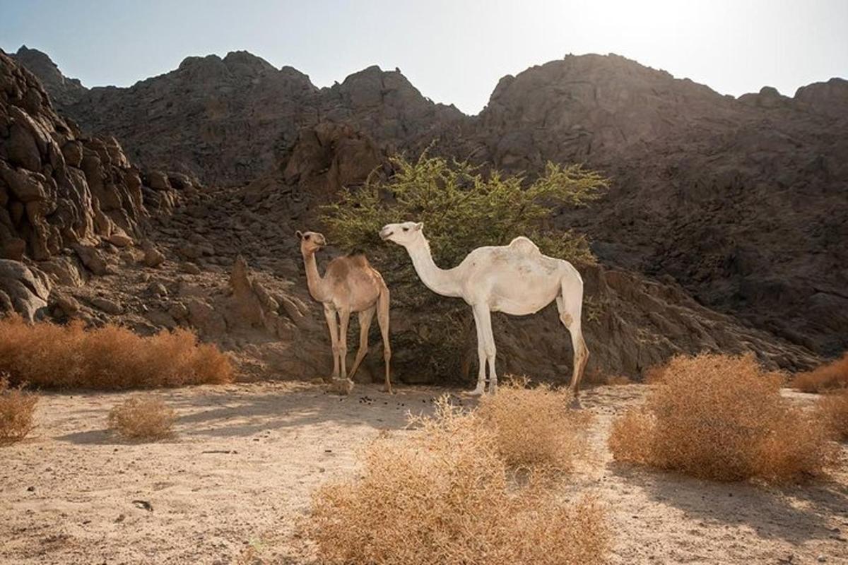 Lankytinos vietos ar pramogos nuotrauka numeris 4