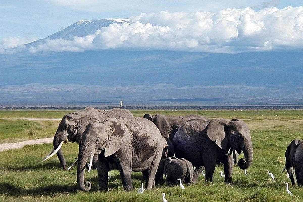 una mandria di elefanti in un campo con una montagna sullo sfondo
