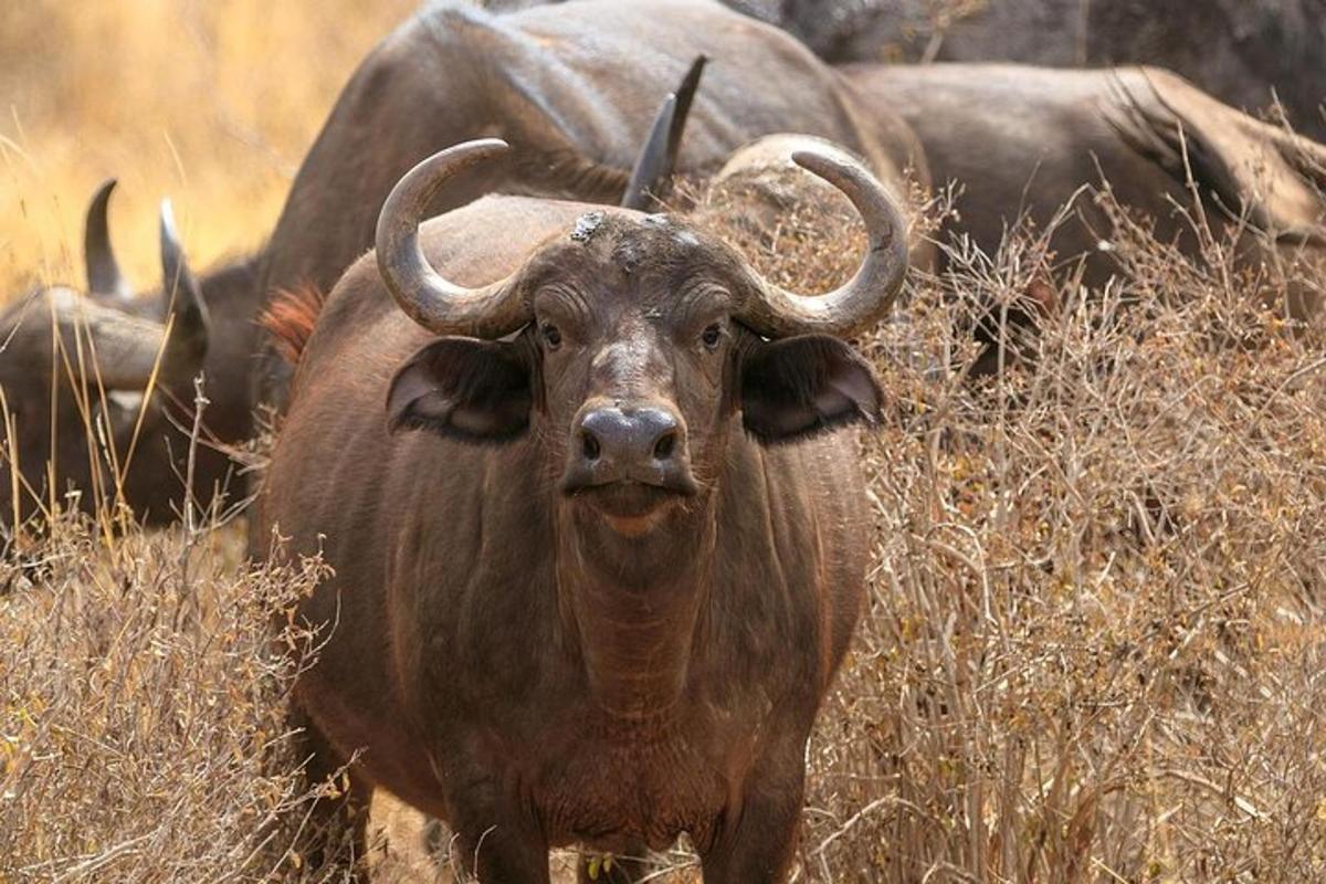 un grande animale con le corna in piedi nell'erba