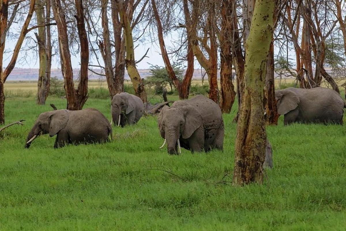 una mandria di elefanti che cammina in un campo con alberi